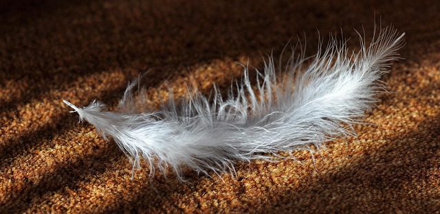 soft carpet shampooing