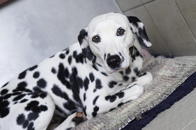 stain removal carpet cleaners