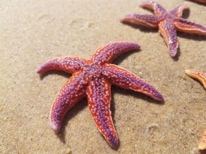 Optimizing User Reviews Schema: Displaying Star Ratings & Review Counts