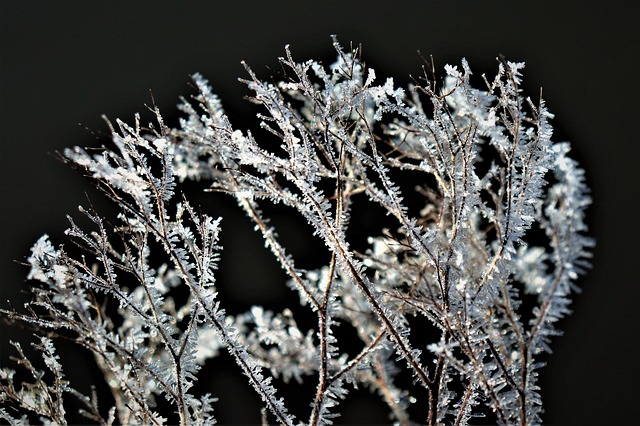 stomach fat freezing
