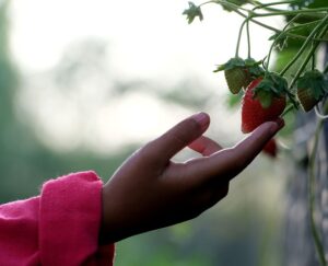 Strawberry Rosin Gummies: Unveiling a Delicious Vegan-Friendly Treat