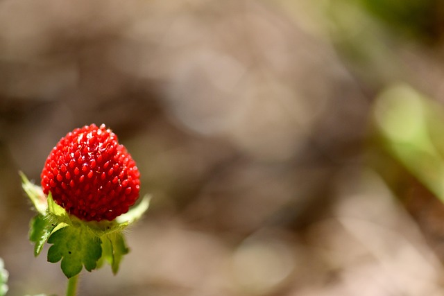 Strawberry Rosin Gummies