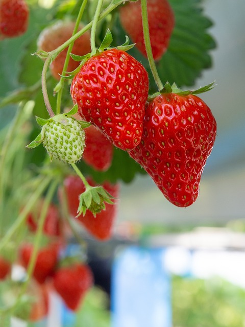 Strawberry Rosin Gummies