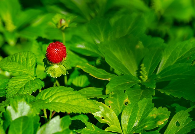 Strawberry Rosin Gummies