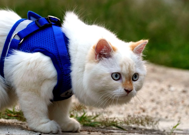 tactical dog harness