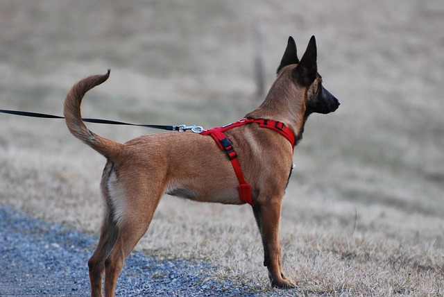 tactical dog harness