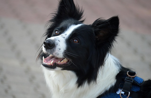 tactical dog harness