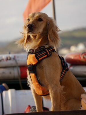 Unleashing Potential: MOLLE & Loops for Optimal Tactical Dog Harness Performance