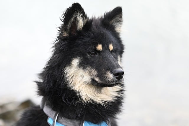 tactical dog harness
