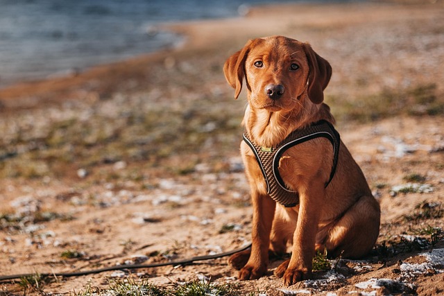 tactical dog harness