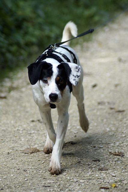tactical dog harness