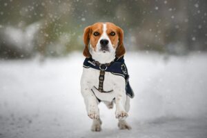 Tactical Dog Harnesses: Active Dogs’ Ultimate Adventure Partners