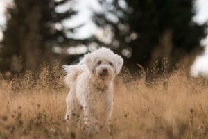 Unleash Your Active Dog’s Potential with Tactical Harnesses