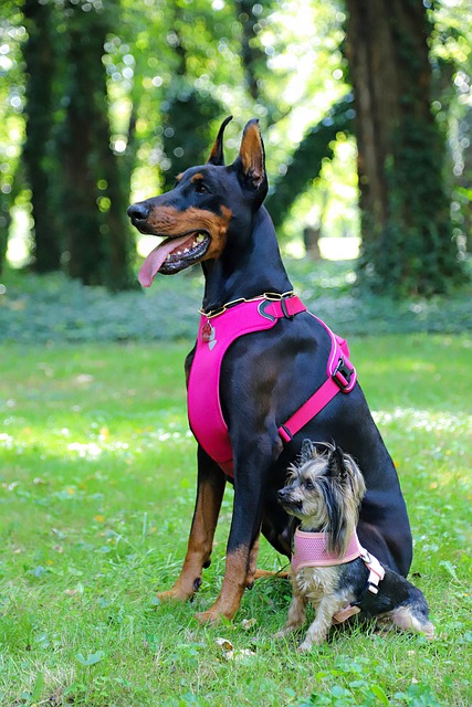 tactical dog harness