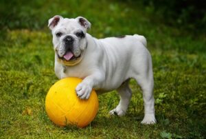 Built-In Grab Handles: Enhancing Canine Tactical Vests for Better Control