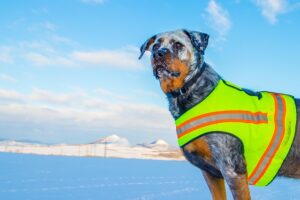 Unleashing Potential: Built-In Grab Handles in Tactical Dog Vests