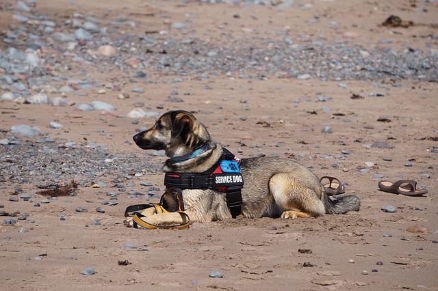 tactical dog vest