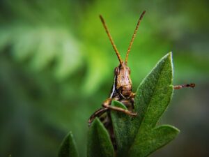 Unveiling the Secrets: Understanding the Endocannabinoid System’s Role and Benefits