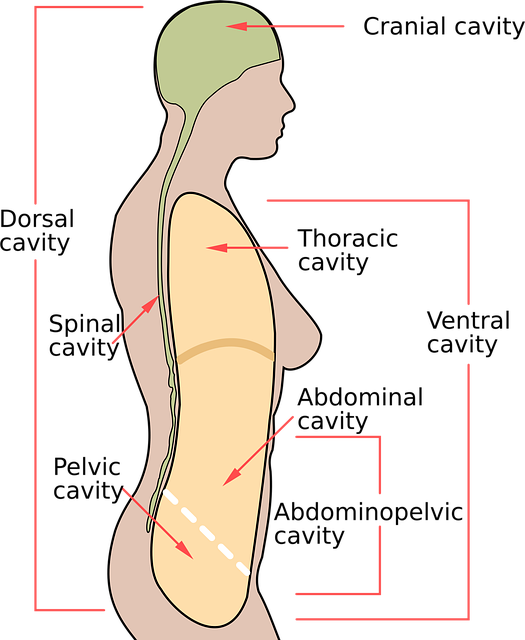 Abdominal CoolSculpting