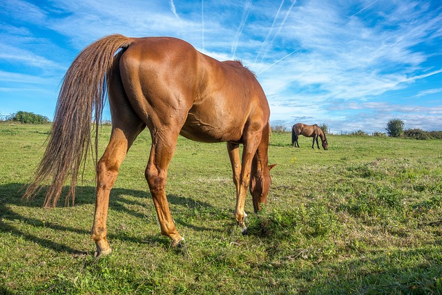 acupuncture near Round Rock