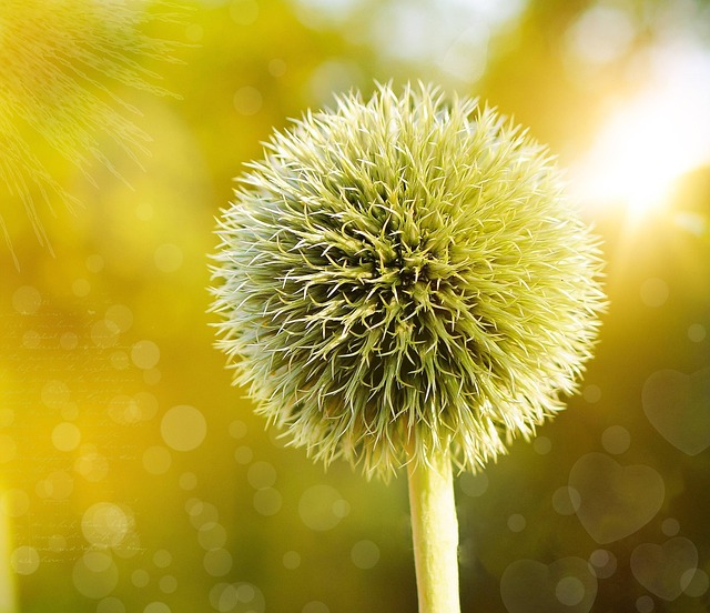 acupuncture near Round Rock