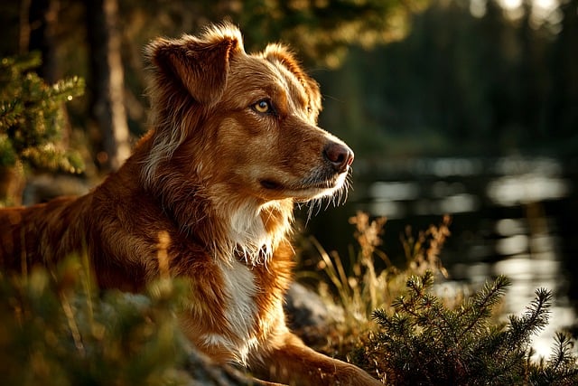 air-conditioned-dog-house-640x480-3968876.jpeg