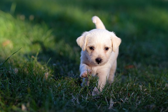 air-conditioned-dog-house-640x480-40660036.jpeg