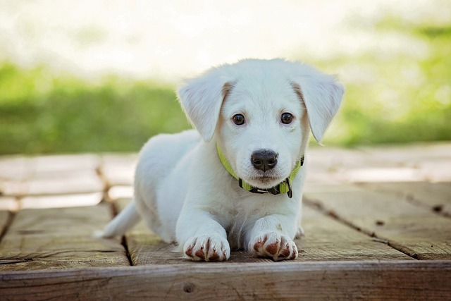 air conditioned dog house