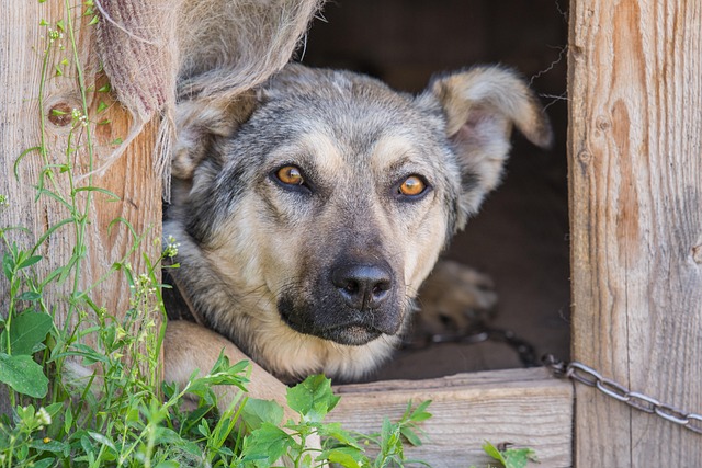 air conditioned dog house
