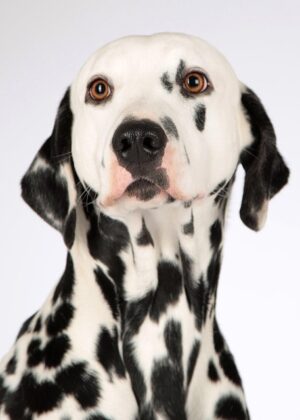 air-conditioned-dog-house-640x480-61737620.jpeg
