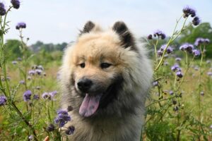 Cool Comfort: Navigating Air Conditioned Dog House Types and Benefits