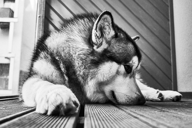 air conditioned dog house