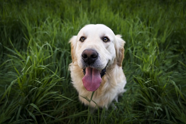 Cool Comfort: AC Dog Houses for Indoor and Outdoor Pets
