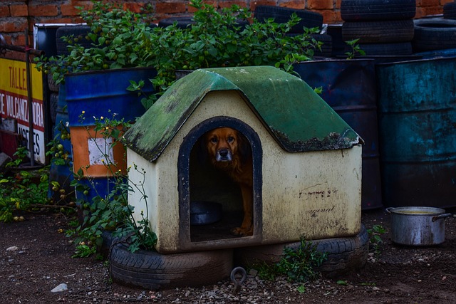 air conditioned dog house