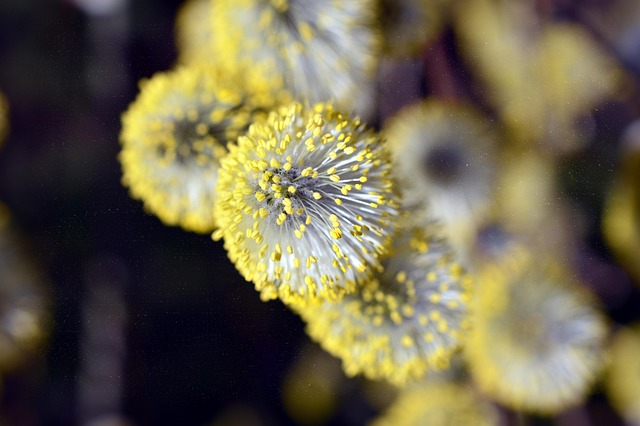 Citrus Bright: Pollen Removal for Healthier, Allergy-Friendly Homes