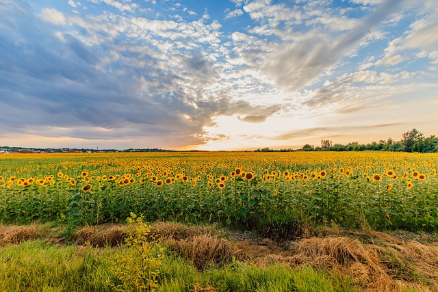 Streamline Chiropractic Call Flow: Expert Support for Better Patient Care