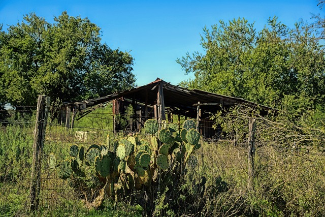 best acupuncture Austin