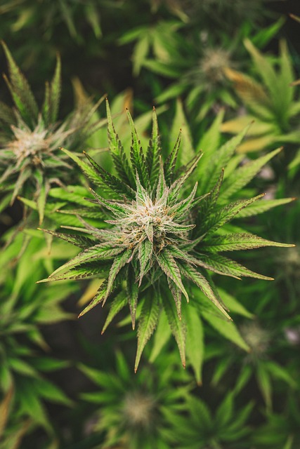 Best CBD Edibles