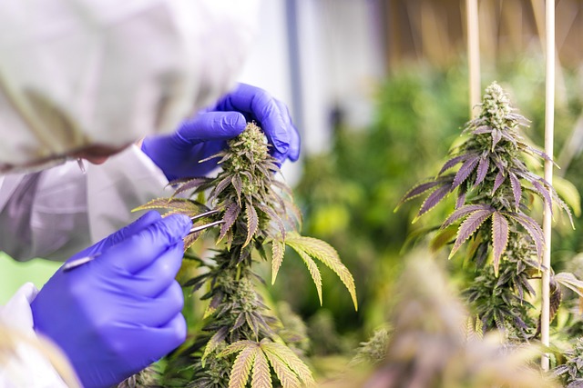 Best CBD Edibles