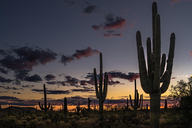 Bodify Arizona