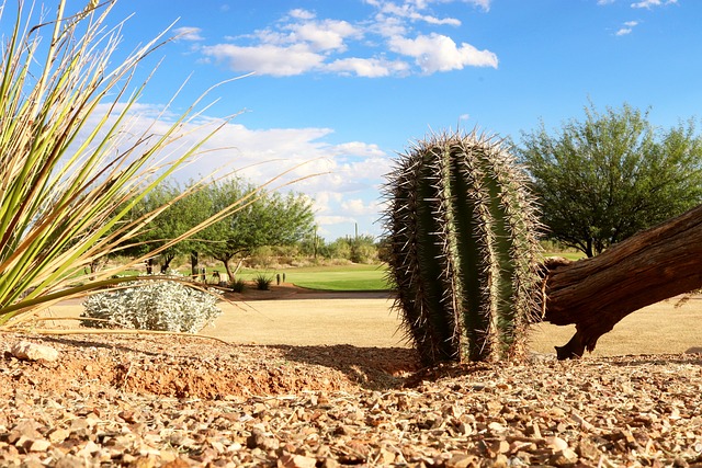 Bodify Arizona