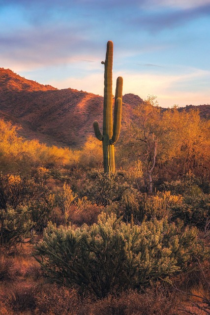 Bodify Arizona