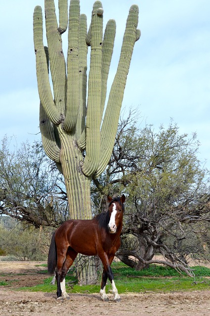 Bodify Arizona