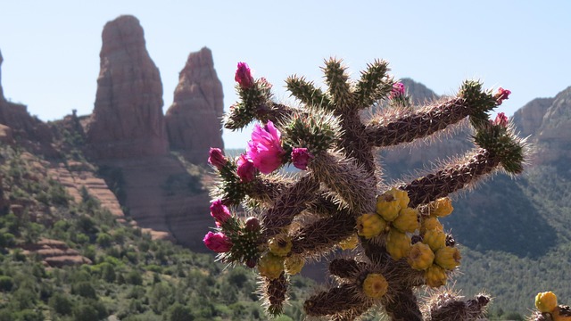 Bodify Arizona