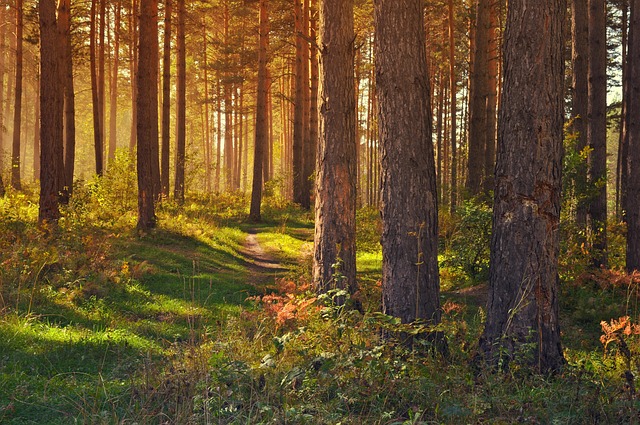 Breadcrumb Trail Schema
