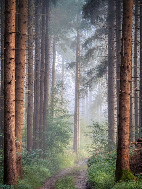 Breadcrumb Trail Schema