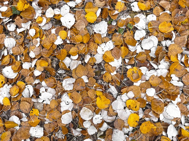 Citrus Bright: Freshen Carpets Naturally, Eliminate Odors Effectively