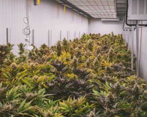 CBD Pain Relief Cream: Unlocking Anti-Inflammatory Benefits for Sensitive Areas