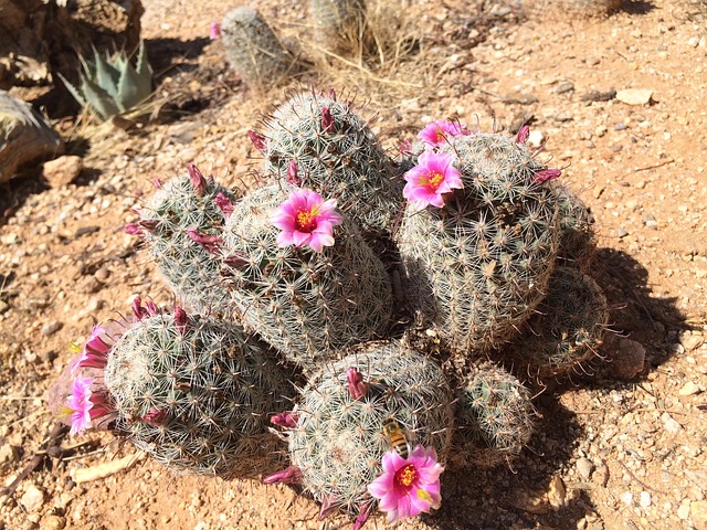 CBT therapy Scottsdale AZ