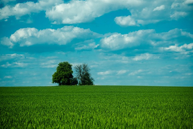 cloud-based Xero